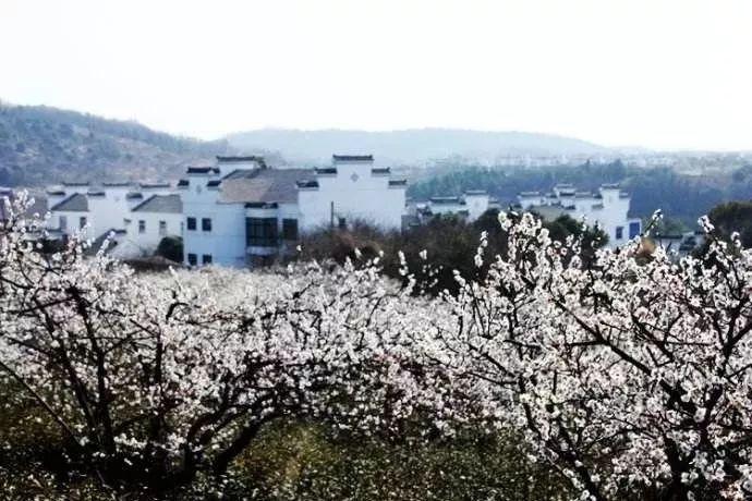 白莲花守则